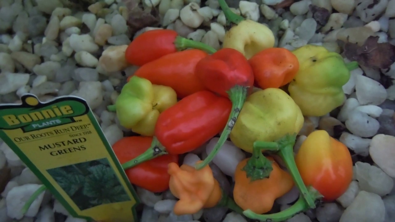 Harvest After Freezing Super Hot Peppers YouTube