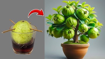 Guava propagation technique from super fast growing fruit thanks to coca-cola