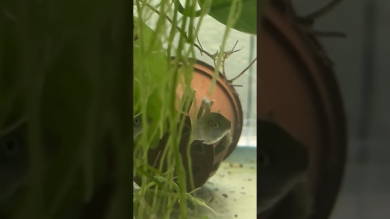 Limia Spawning #fish #fishtank #fishvideo #spawn #spawning #aquarium #aquariumhobby