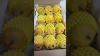 Ålphòñsò mango #hapus #mango fresh #organic #Alphonso #Mangoes #all #india #export