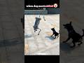 Dog playing whack a mole vs cat💀#edit #animal#skulledit#usa #shorts