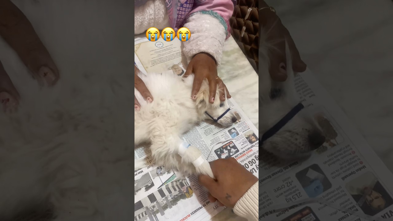 Dogi(shero) bimar hogya 