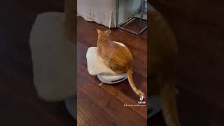 Keebler the Oriental Shorthair Cat riding the robot floor cleaner by Oriental Shorthair Squad 742 views 2 years ago 1 minute, 1 second