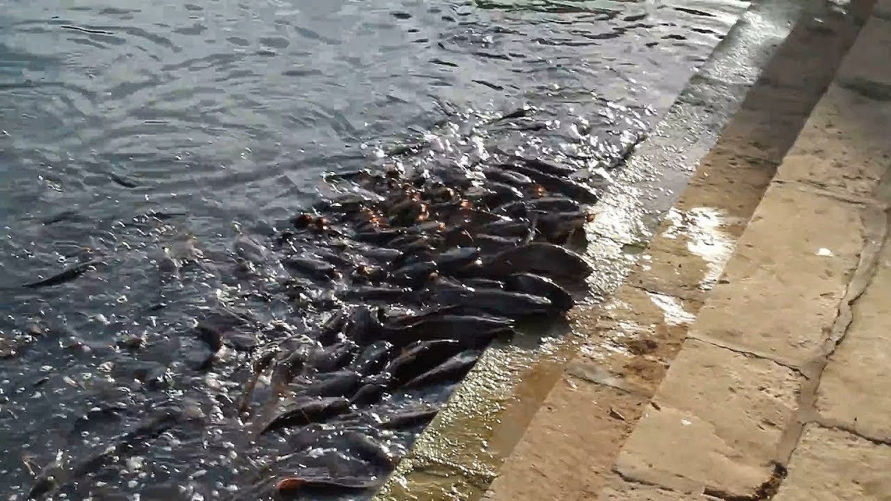 Удивительные моменты с РЫБАМИ! Большой выпуск.