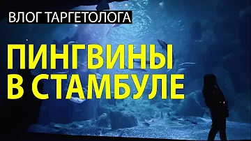 Где находиться аквариум в Стамбуле