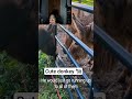 #react #shorts #funny #animal #shorts #trending #cute #viral #reels #fyp