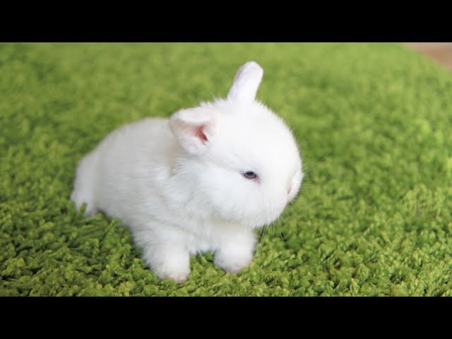 Cutest little bunny prison break!
