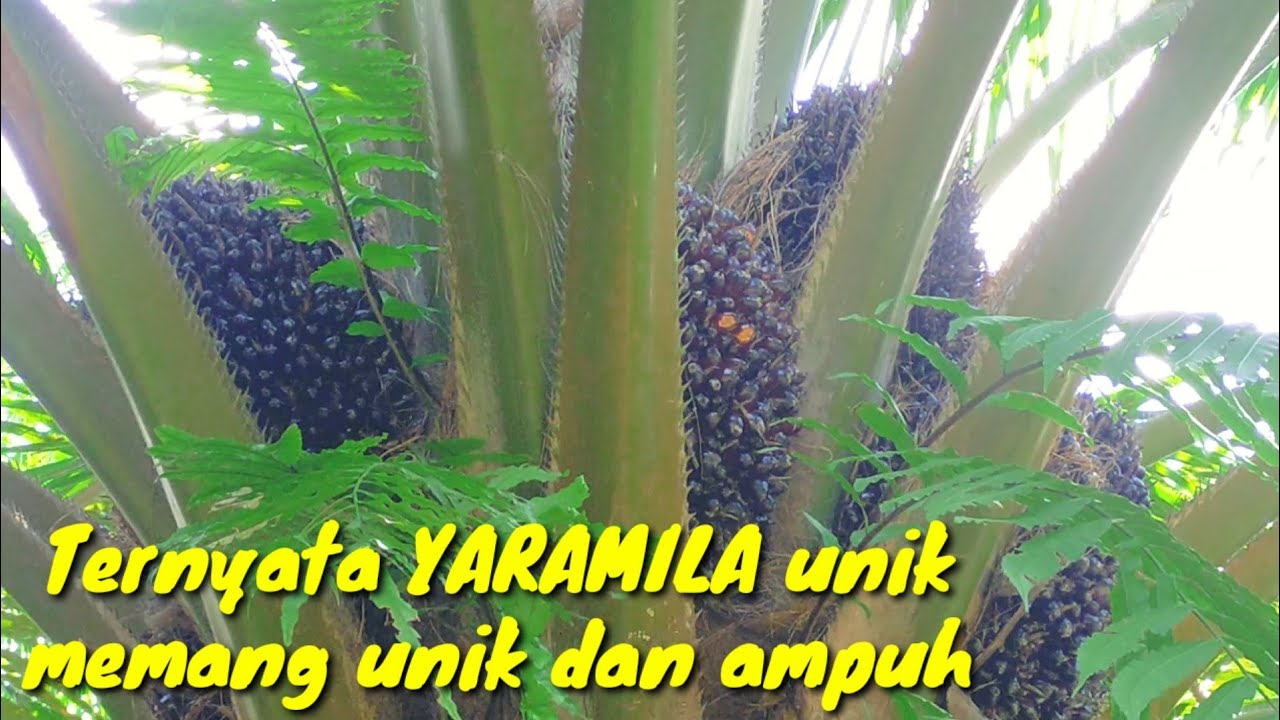 Pupuk yaramila unik memang unik dan ampuh@Kopi Inspirasi81