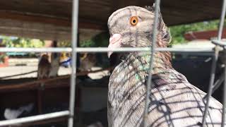 Уличная голубятня в Махачкале