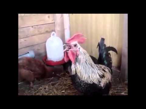 Death Metal Rooster [Alarm Clock Version]