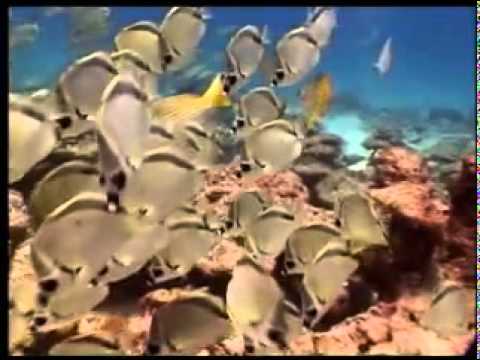 TORNERO, Instrumental - (Volveré)