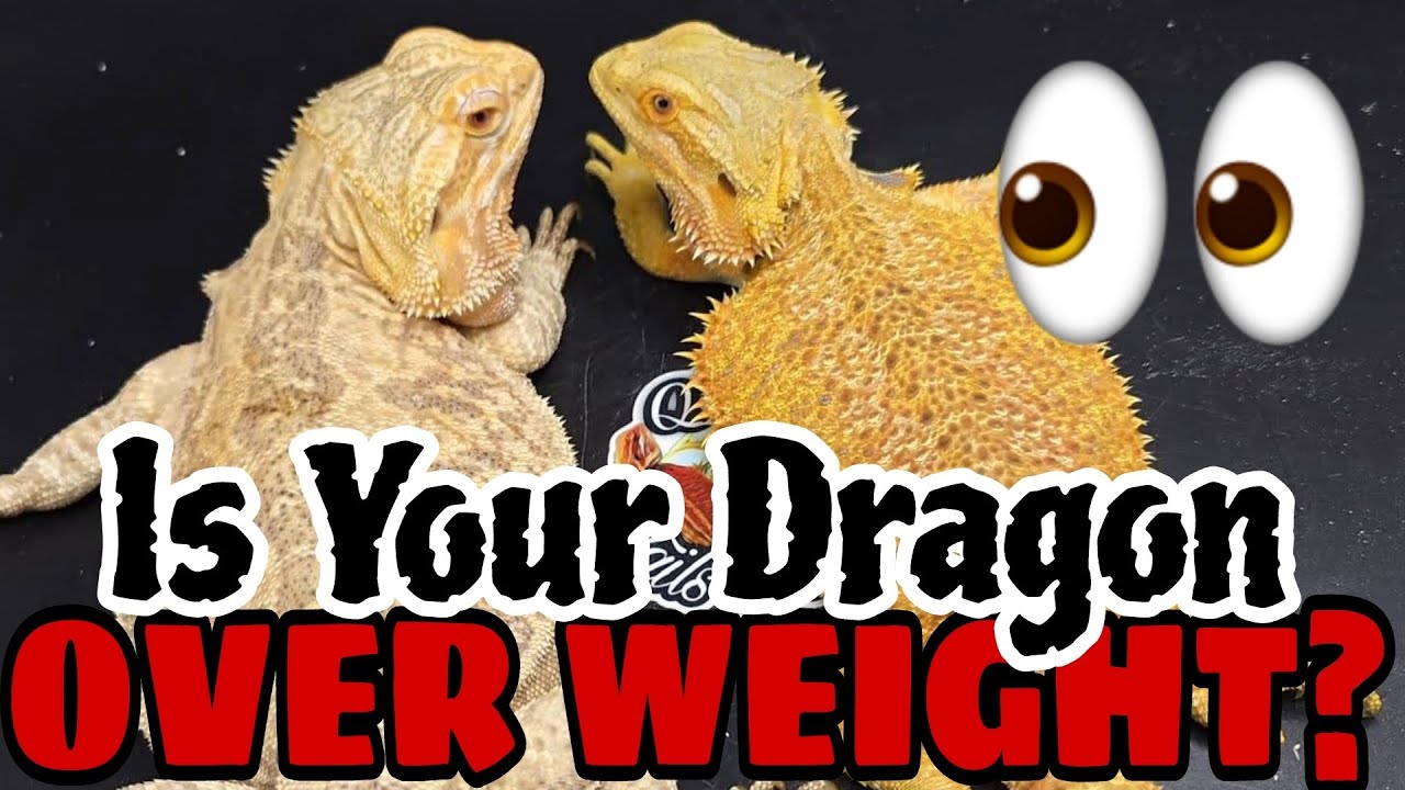Bearded Dragon Health | Signs of Obesity - YouTube