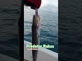 Jig Tembus keperut #shorts #casting #jigging #mancingaceh #mancingmania #barakuda #aceh