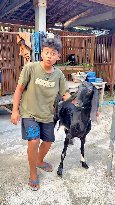 Kambing Putih Vs Kambing Hitam 🤣 #shorts