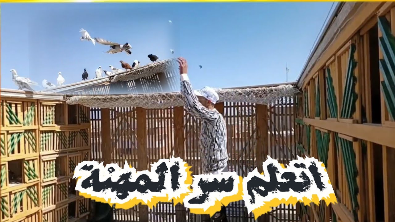 اسرار فى تثبيت الحمام الكبير لازم تعرفها👌#تربووالغيةالمصرية