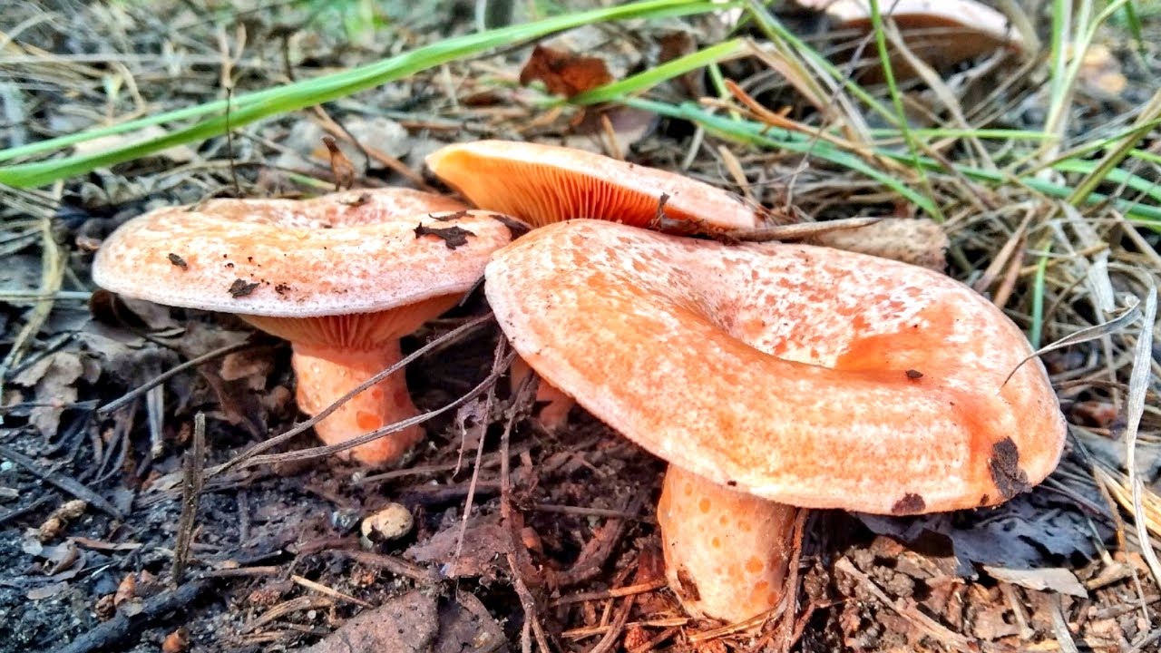 КОСИМ ПОЛЯНЫ ЦАРСКИХ РЫЖИКОВ. НЕТРОНУТЫЙ ЛЕС. Сбор грибов