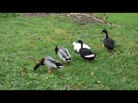 Video: Kako Vzgajati Pekinške Račke