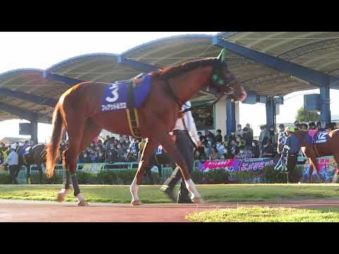21埼玉新聞栄冠賞パドック
