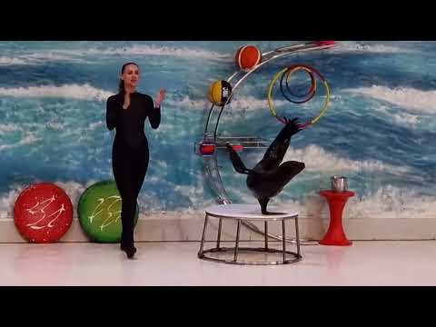 Seal Show at Dubai Dolphinarium