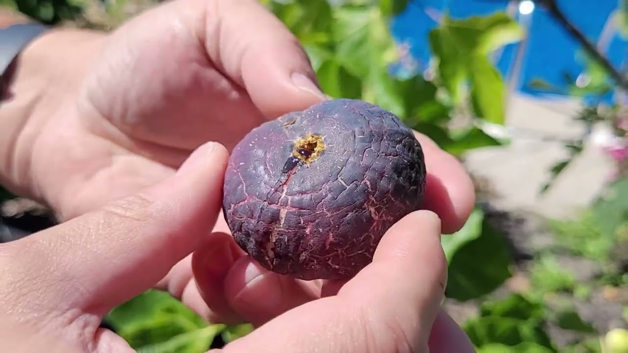 Bordissot Negra Rimada Main Crop Fig Tasting