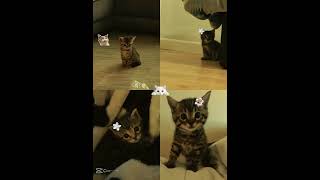 Yeni kedi aldim ismi pudikk 🐱🎀😭💗 #ytdayibenionecikarnolur #kesfett