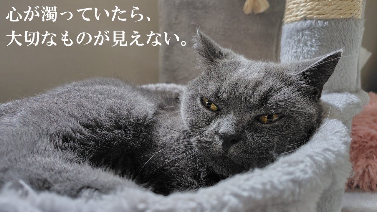 心が濁っていたら、大切なものが見えない。　「心の乱れ」本生（ジャータカ185話）を読む｜ゆるねこ仏教オンライン講座53（21 Oct 2025）