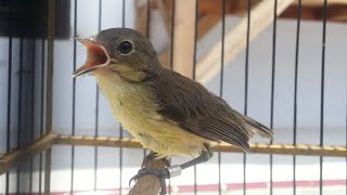 Remetuk Laut BETINA Gacor - Suara Masteran Burung Siur / Sier Remletuk Nyuling Ngerol MERDU