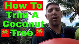 TRIMMING COCONUT TREES IN HAWAII
