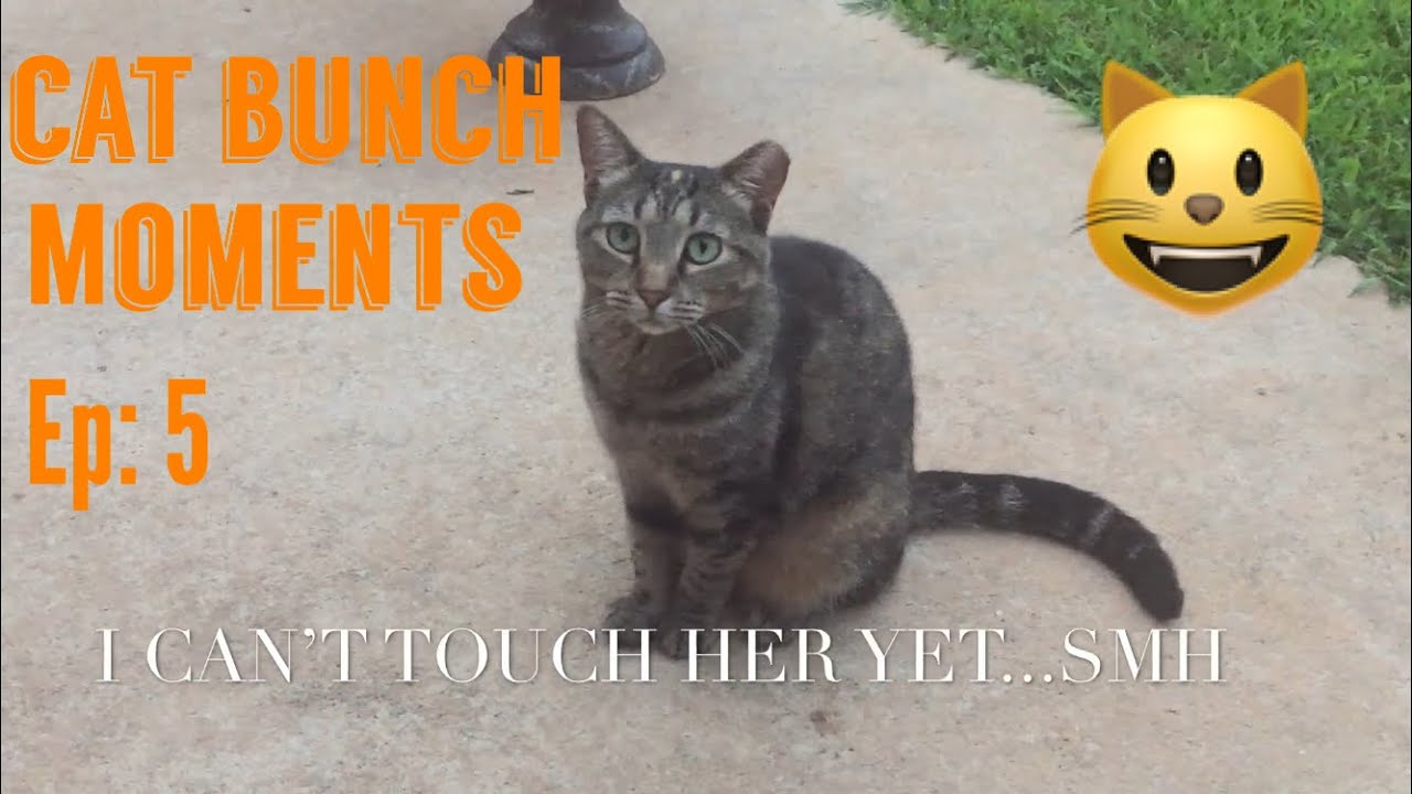 FUNNY CAT BEHAVIOR FROM THE CAT BUNCH YouTube