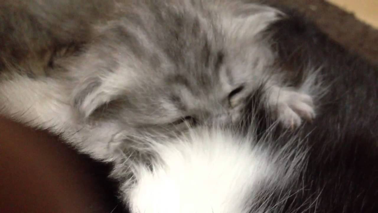 猫 かわいい イラスト モミモミする赤ちゃん猫 cat nursing