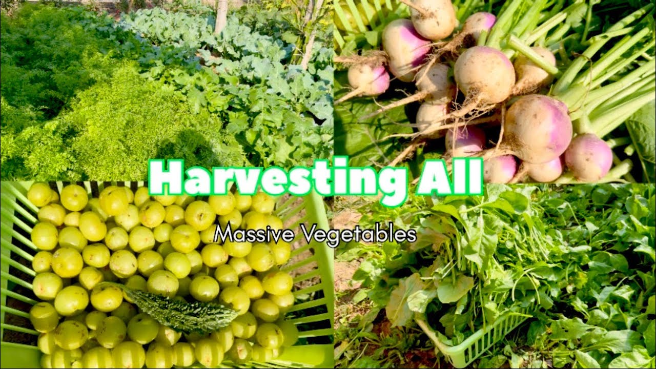 We are Harvesting All Vegetables at home | Part 1 Massive Vegetables 
