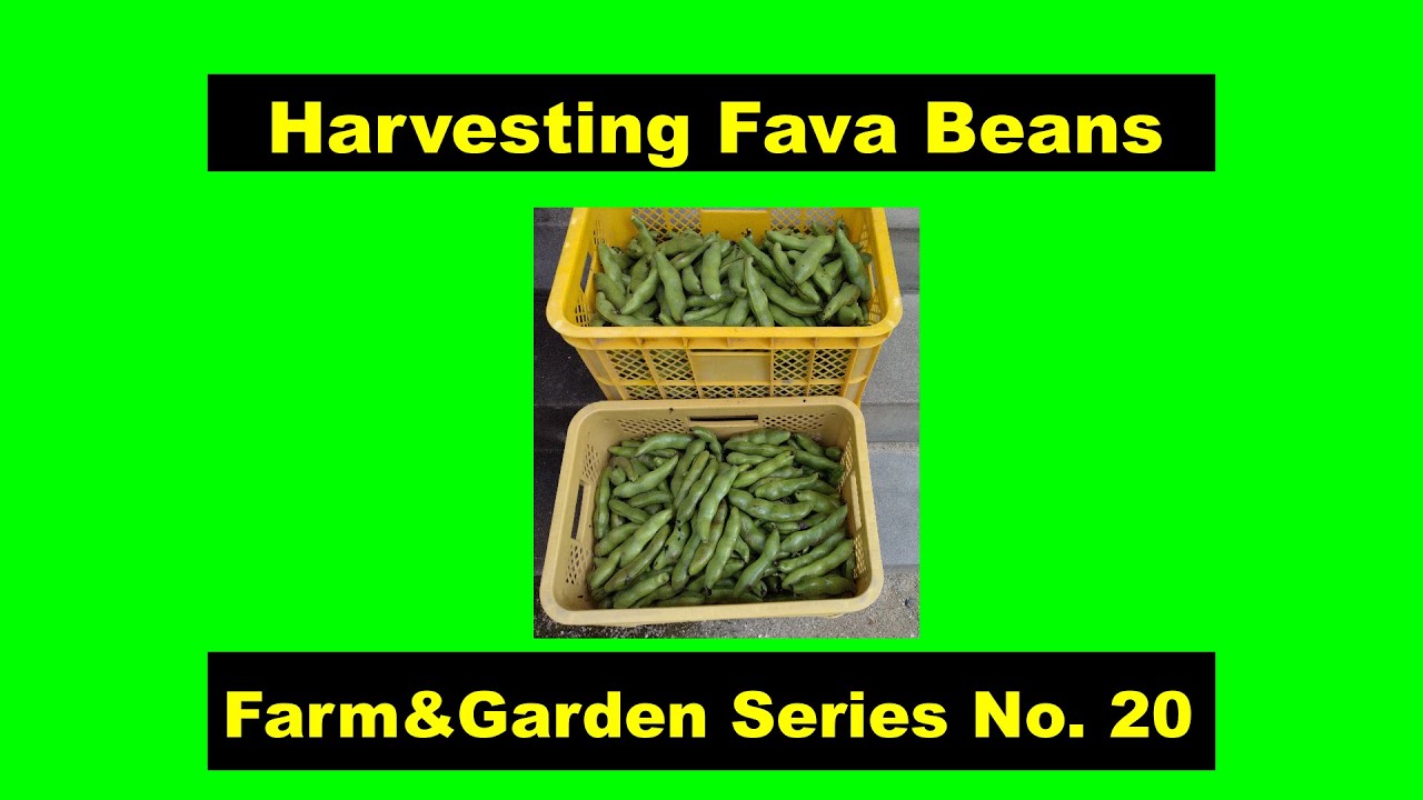 Harvesting Fava Beans Farm & Garden Series No 20 YouTube