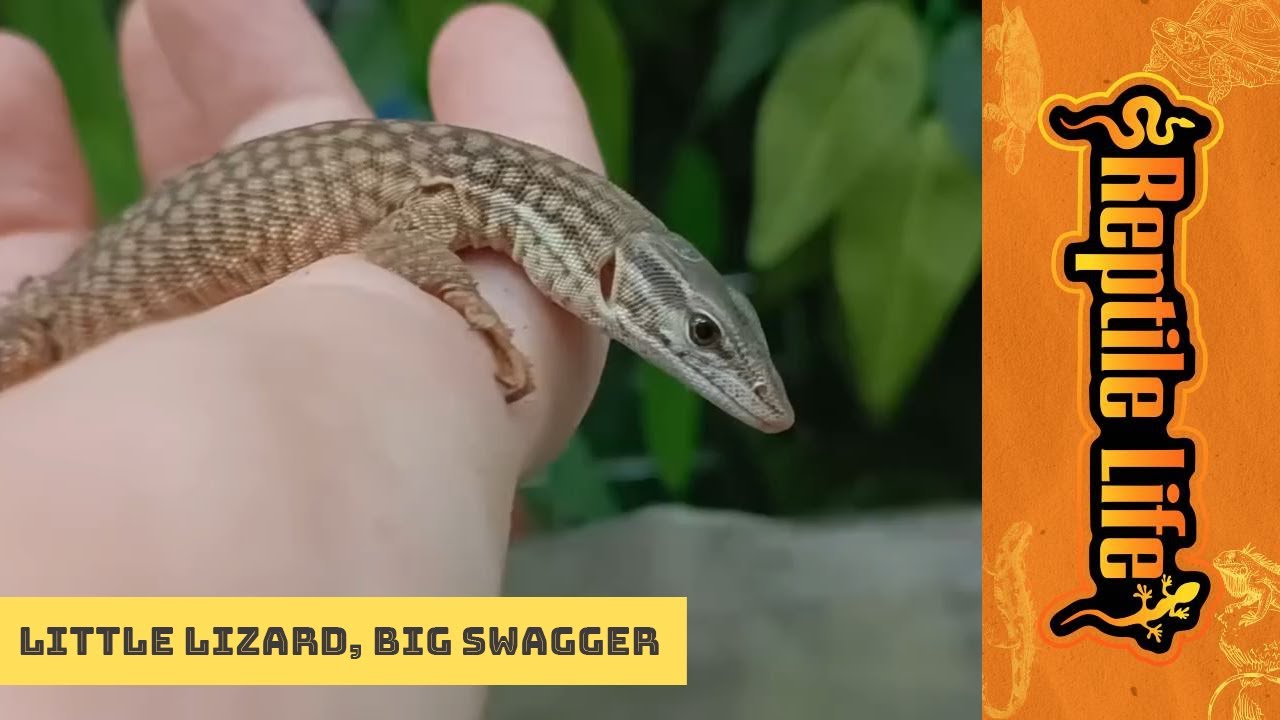 Juvenile Ridge Tail Monitor | Reptile Life