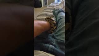 How to tame defensive ball python (I get bit)