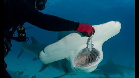 Neal Watson's Bimini Scuba Center February 2019 Pa...