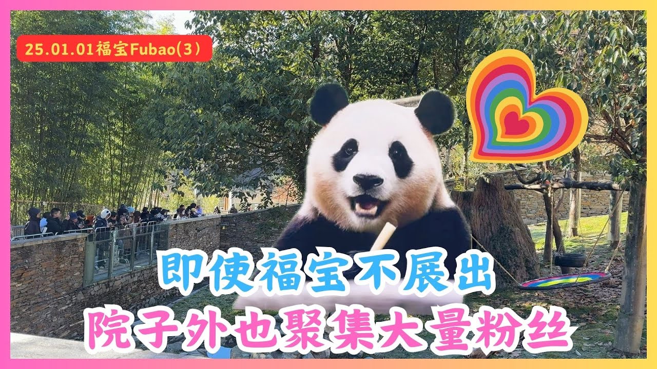 2025.01.01🍎福宝푸바오（3）🍎即使福宝不展出，依然有大量粉丝守护福宝院子！🍎神树坪半日游，带大家看看神树坪的其他大熊猫！