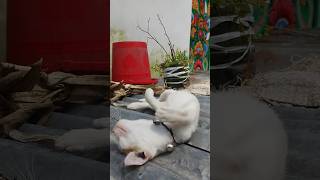 #funny #comedy #whowillbemylifepartnerta #memes #cat