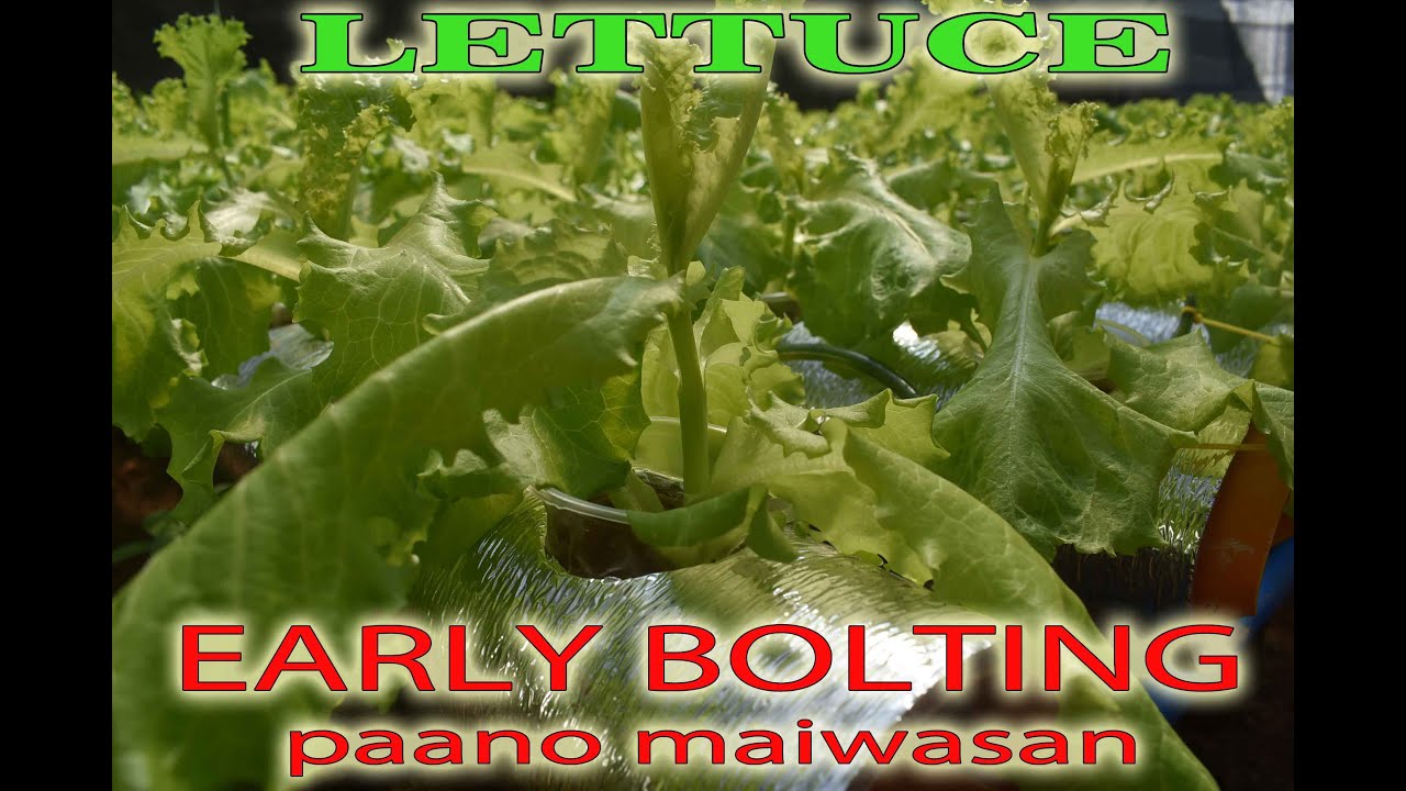 Paano Maiwasan ang Early Bolting sa Lettuce YouTube