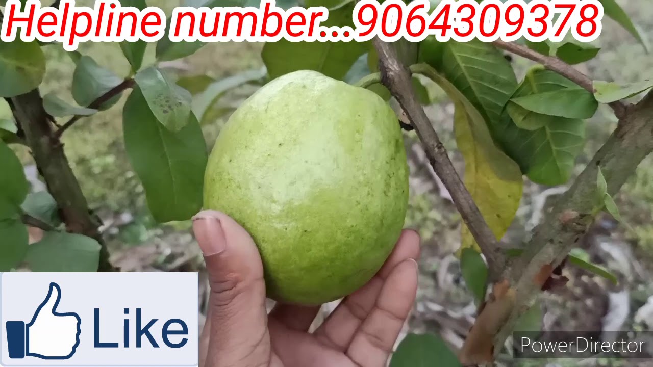 Guava plant technical cutting kaise kiya jata hai (2) paath mein ham