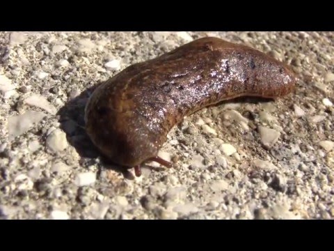 Lapa o Babosa Puertorriqueña (Veronicella portoricensis) Puerto Rican Slug  - YouTube