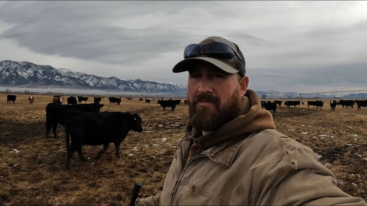 Выпас скота в зиму, которой не было