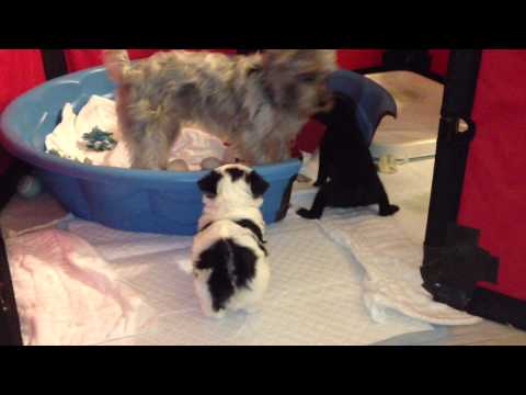 pomeranian,-poodle,-maltese,-yorkie-mix-puppies---5-weeks-old