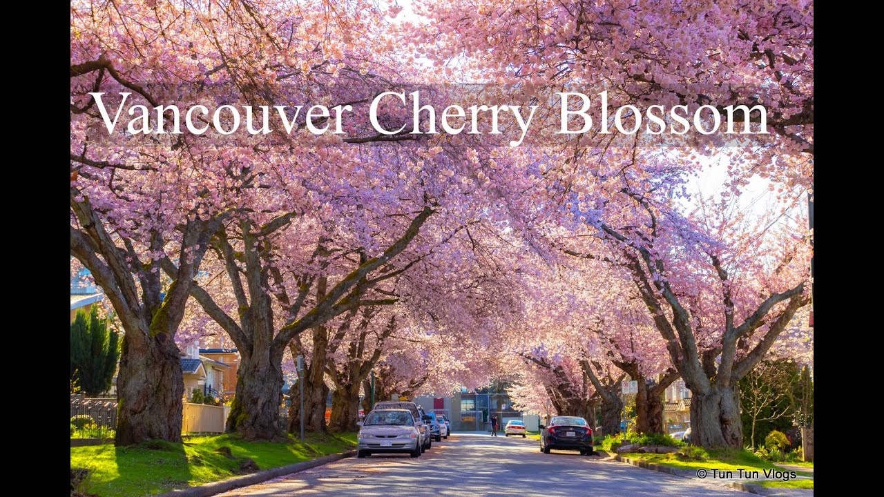 Relaxing Walk Around Vancouver’s Cherry Blossoms | Canada