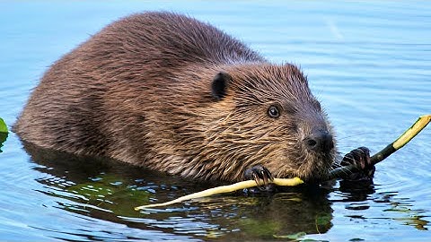 Beavers: Ecosystem engineers and keystone species