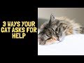 3 Ways Your Cat Asks For Help | Quick Cat Vids