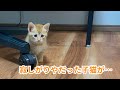 【保護猫】茶トラの子猫を1人にしたらまさかの結果に…