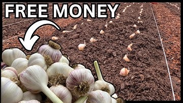 THE SECRET TO PLANTING GARLIC FOR PROFIT (AND SAVING YOUR SEED)