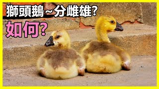 【吳小珍】獅頭鵝 寶寶表示~安能辨我是雄雌!?