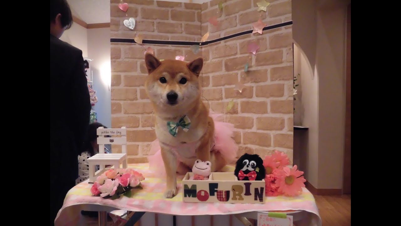 柴犬のモモちゃん日記 セキスイハイムのタレント犬オーディションの続き