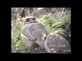 While We Sleep A Wildlife Video 2002